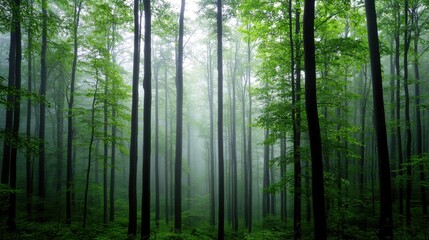 Obraz premium Dense foliage fills the forest with towering trees shrouded in a gentle mist. Early morning light filters through the leaves, creating a serene atmosphere
