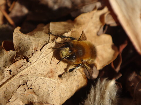 Hairy-footed flower bee (Anthophora plumipes), male resting on a dry oak leaf - Powered by Adobe