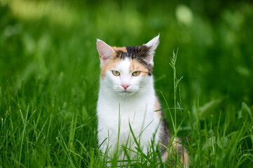 cat on grass