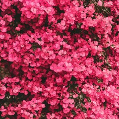 Fototapeta premium Bougainvillea flower texture