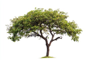 Obraz premium Isolated Green Tree on White Background for Landscape Design Element