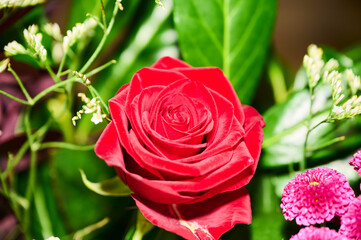 pink roses on green background