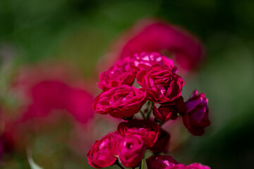 Vibrant red flowers bloom in a lush garden during spring, showcasing nature's beauty and vivid colors