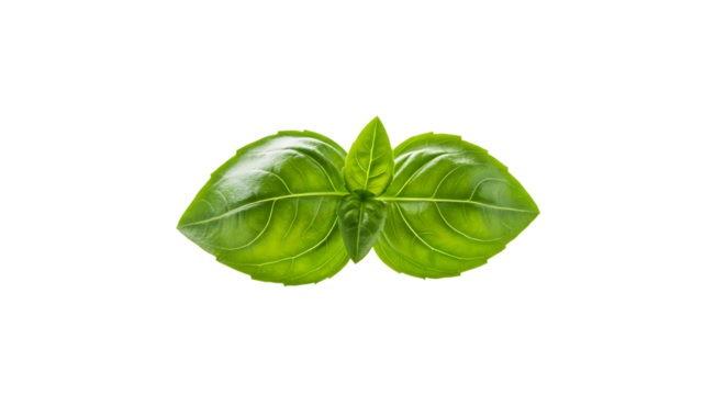Fresh basil leaves close up on a white background for culinary use