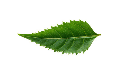 Green Leaf with Jagged Edges Isolated on White Background Studio Shot