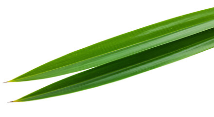 Close-up of Two Fresh Green Pandan Leaves on White Background