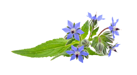 Blooming Borage Flowers and Leaves on White Background Medicinal Herb