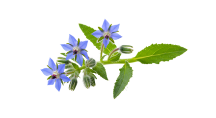 Borage Plant with Blue Flowers and Green Leaves on White Background