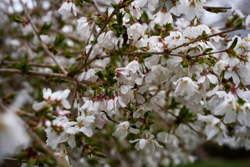 Abundant Cluster of Cherry Blossoms in Full Spring Bloom