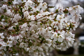 Abundant Cluster of Cherry Blossoms in Full Spring Bloom