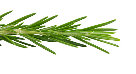 Fototapeta premium Fresh Rosemary Sprig Close-Up on White Background for Culinary Use
