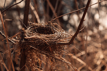 Bird's nest on a branch