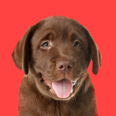Chocolate Labrador Retriever puppy on red background. Dog portrait
