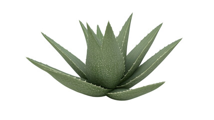 Fototapeta premium A vibrant succulent plant with thick fleshy leaves radiating outward ideal for gardening nat