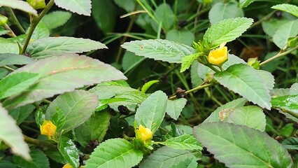 yellow pepper plant in garden