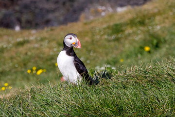 Standing puffin on flower meadow looking over his shoulder