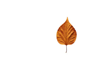 A single perfectly preserved autumn leaf against a stark black background showcasing rich amber and bronze hues detailed venation and a delicate stem a captivating study in AI Generative