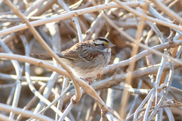 sparrow on a branch