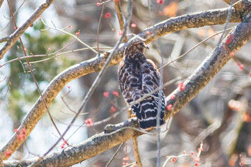 Hawk in a tree