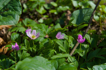 A delicate pink flower blooms amidst the serene embrace of a lush forest. Vibrant hues and natural elegance make it a timeless symbol of beauty and tranquility.