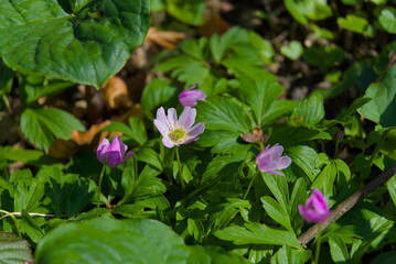 A delicate pink flower blooms amidst the serene embrace of a lush forest. Vibrant hues and natural elegance make it a timeless symbol of beauty and tranquility.