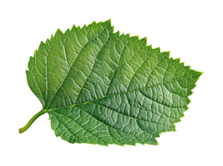 Examining a green leaf nature botanical outdoors isolated on transparent background, png