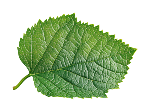 Examining a green leaf nature botanical outdoors isolated on transparent background, png - Powered by Adobe