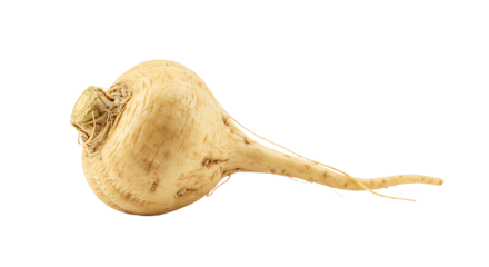 Maca Root Close-Up on White Background Superfood Concept