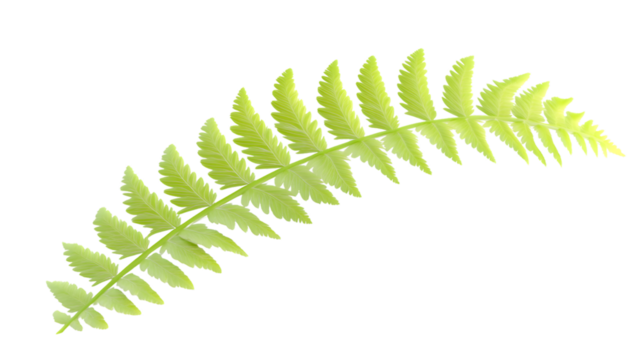 Delicate Green Fern Frond Isolated on Black Background for Design and Nature Themes
