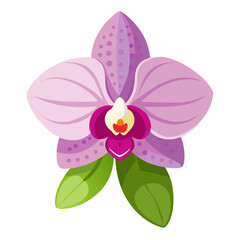 Pink Orchid Flower with Butterfly on White Background