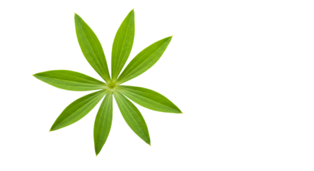 Bright Green Lupin Leaf Star on White Background for Simple Design