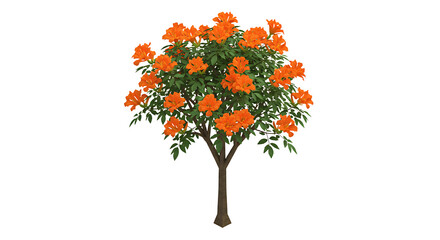 Blooming Trumpet Vine Tree with Orange Flowers Isolated on White Background
