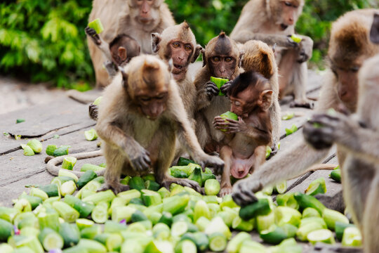 feeding a troop of wild monkeys. a troop of macaques eat cucumbers. Thailand, Pattaya