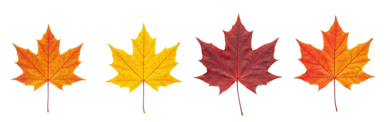 autumn orange red maple leaf, fall season PNG set bundle, cutout isolated on transparent background. Autumn, fall leaves decorations, cold season