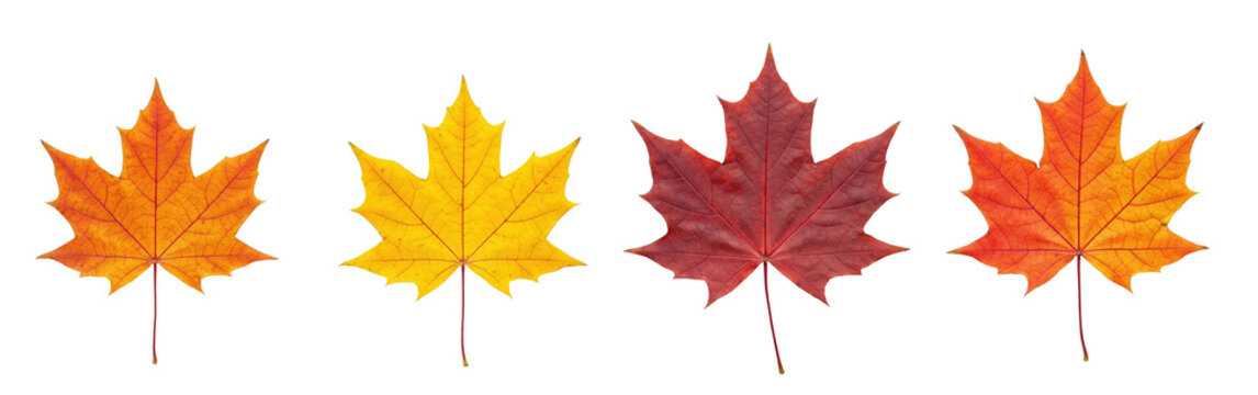 autumn orange red maple leaf, fall season PNG set bundle, cutout isolated on transparent background. Autumn, fall leaves decorations, cold season