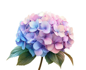 Colorful hydrangea blooming in nature view isolated on transparent background, png