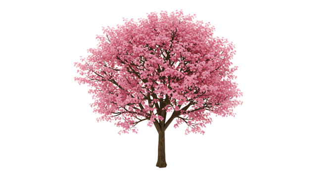 Blooming Pink Tree on White Background Perfect for Springtime Designs