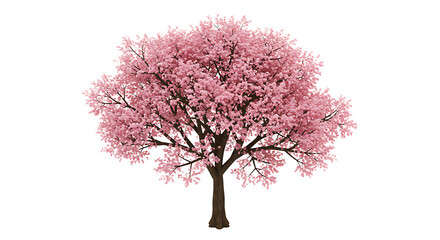 Naklejka premium Blooming Pink Cherry Tree in Spring Isolated on White Background