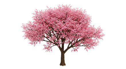 Fototapeta premium Isolated Pink Blossom Tree Growing Tall with Brown Trunk and Branches