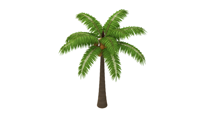 Isolated Palm Tree with Coconuts on White Background, Tropical Design Element