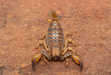 A beautiful shiny burrowing scorpion (Opistophthalmus glabrifrons) in the wild, in Gauteng Province, South Africa