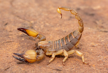 A beautiful shiny burrowing scorpion (Opistophthalmus glabrifrons) in the wild, in Gauteng Province, South Africa