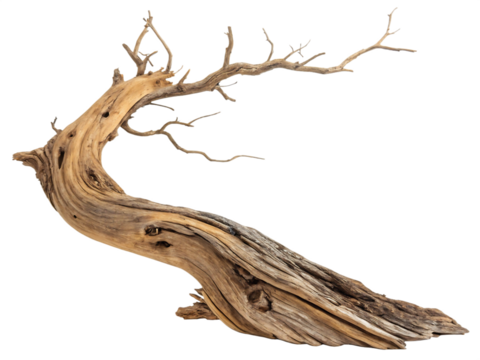 Dynamic driftwood piece isolated on transparent background png