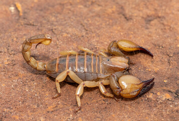 A beautiful shiny burrowing scorpion (Opistophthalmus glabrifrons) in the wild, in Gauteng Province, South Africa