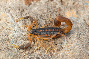 A beautiful highveld lesser-thicktail scorpion (Uroplectes triangulifer) in the wild, in Gauteng Province, South Africa