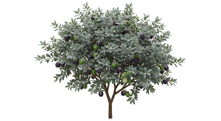 Isolated olive tree with fruits on white background for design