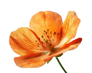 Vibrant orange flower nature floral beauty isolated on transparent background, png