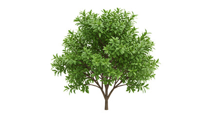 Fototapeta premium Isolated Tree with Green Leaves Against White Background for Design