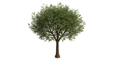 Isolated Green Leafy Tree on White Background for Graphic Elements