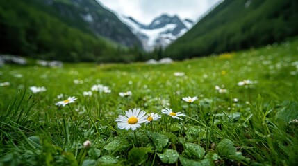 A vibrant landscape filled with blooming daisies, set against a stunning mountainous backdrop, capturing the beauty of nature in full bloom during a sunny day.